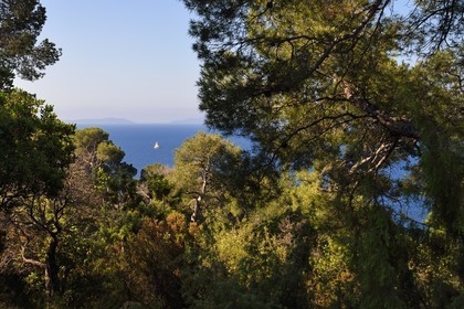 France, Var, Le Rayol Canadel sur Mer, Domaine du Rayol, Conservatoire du Littoral Estate compulsory mention, sea view through the trees in the Jardin des Mediterranees designed by landscaper Gilles Clément, the Hyères Islands in the background