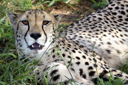 Namibia, Otjiwarongo, Cheetah Conservation Fund, research and education centre, cheetah (Acinonyx jubatus)