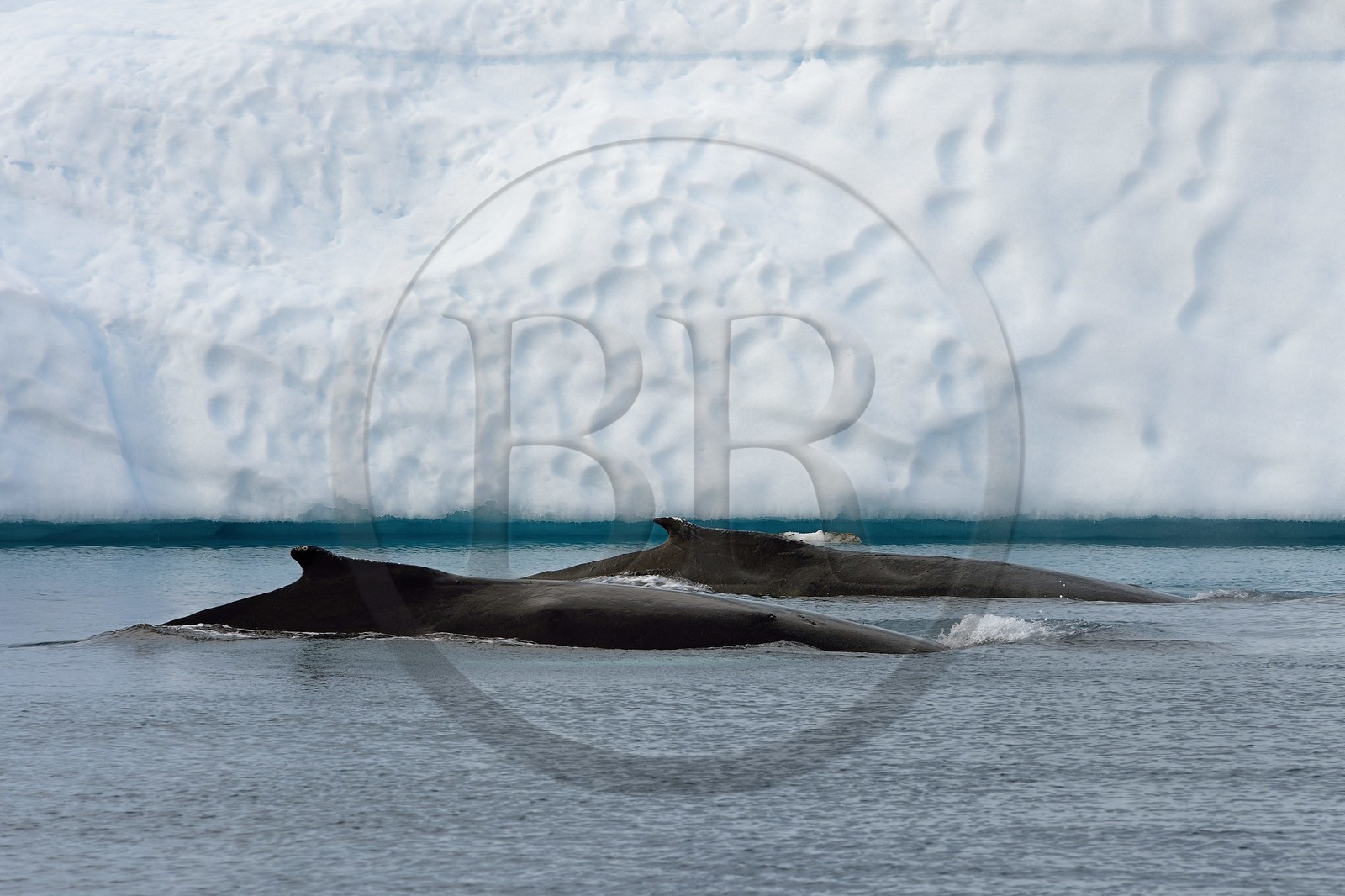 Groenland, cote ouest, baie de Disko, Ilulissat, fjord glacé classé Patrimoine Mondial de l'UNESCO qui est l’embouchure maritime du glacier Sermeq Kujalleq, baleines à bosse ou rorquals à bosse (Megaptera novaeangliae)
