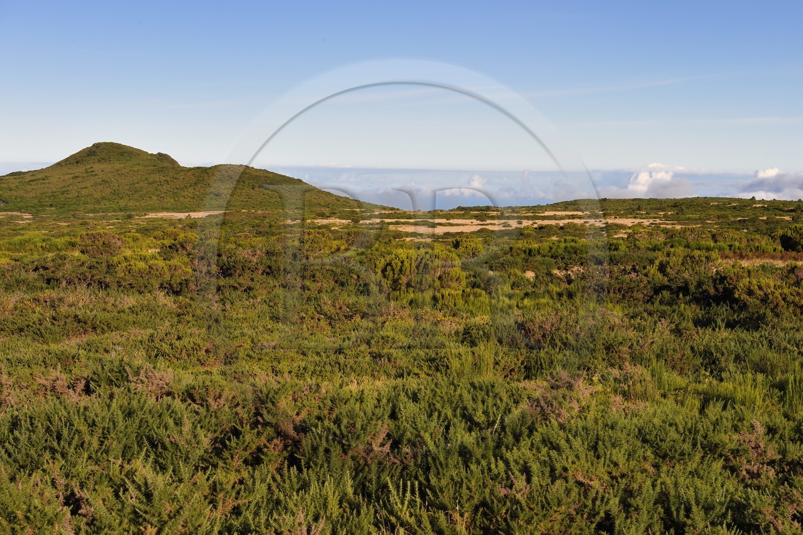 Portugal, Madeira Island, the Paul da Serra plateau in the center of the island