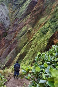 Caraïbes, Ile de la Dominique, Castle Bruce, Parc national du Morne Trois Pitons classé Patrimoine Mondial de l'UNESCO, la Vallée de la Désolation, randonnée sur le sentier menant au Boiling Lake
