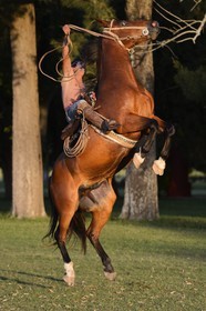 Argentine, province de Buenos Aires, San Antonio de Areco, estancia La Bamba de Areco, demonstration du savoir-faire d'un cavalier amerindien avec son cheval
