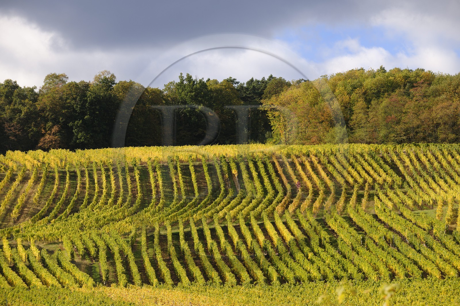 France, Bas-Rhin (67), Itterswiller, la vigne