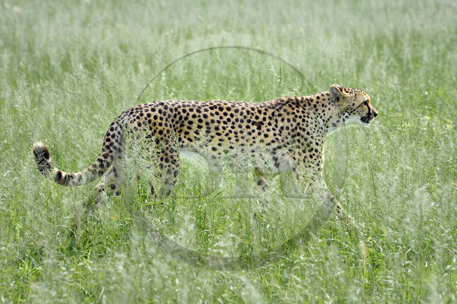 Namibie, Otjiwarongo, Cheetah Conservation Fund, centre de recherche et d'éducation, guépard (Acinonyx jubatus)