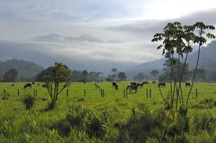 Brazil, Rio de Janeiro State, Parque Nacional de Serra da Bocaina along the Bay of Paraty, cows in meadows (Gold Route, Estrada Real)