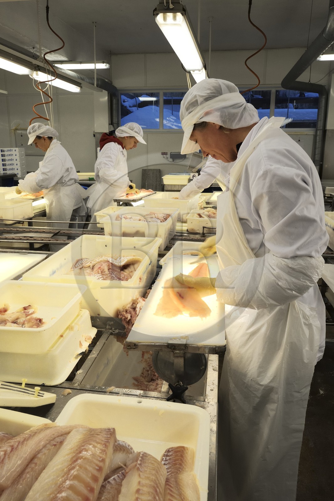 Norvège, Nordland, iles des Westeralen, village de Myre, usine de transformation du cabillaud skrei en filet