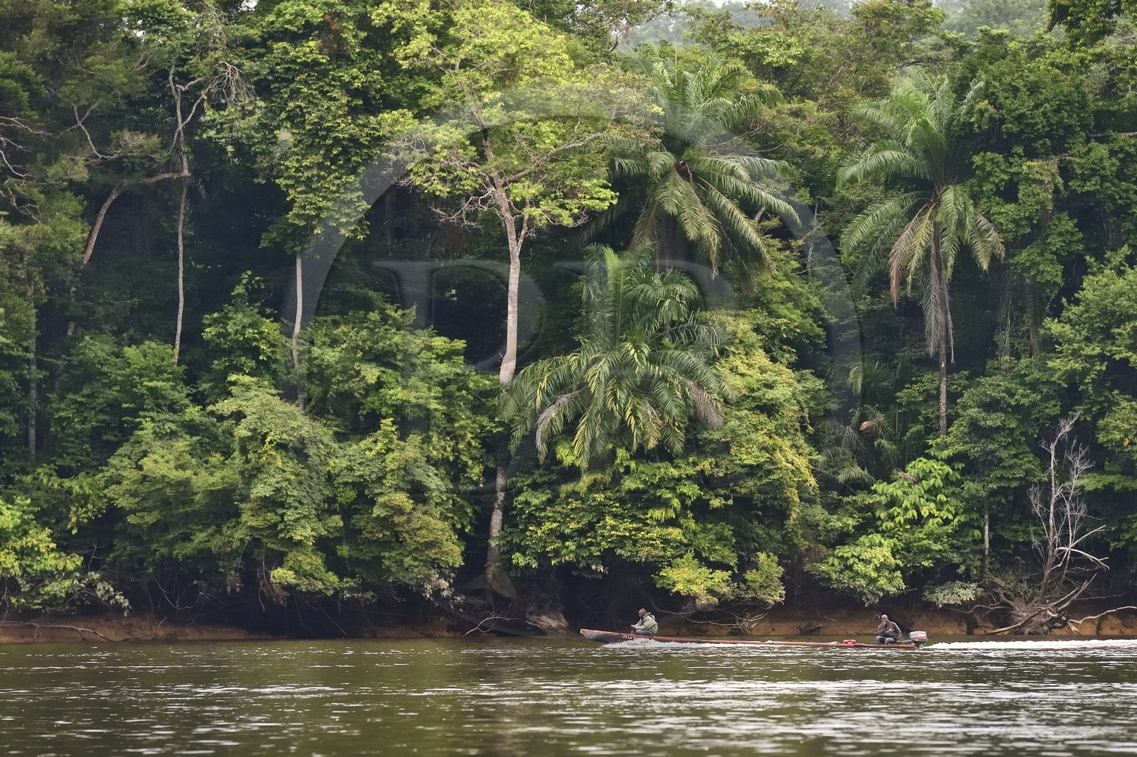 Gabon, Moyen-Ogooue Province, Lambaréné region, motorized canoe going up the Ogooue river