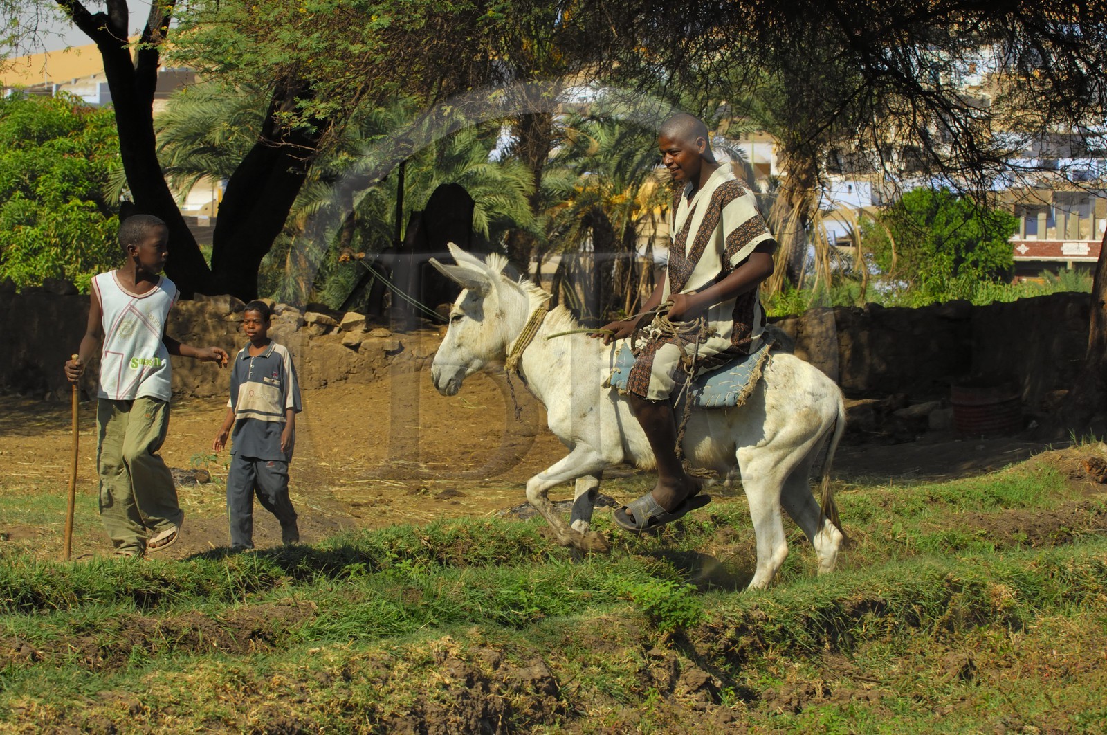 Egypte, Haute Egypte, Nubie, vallée du Nil, Assouan, la rive ouest, campagne nubienne, jeune garcon chevauchant son ane
