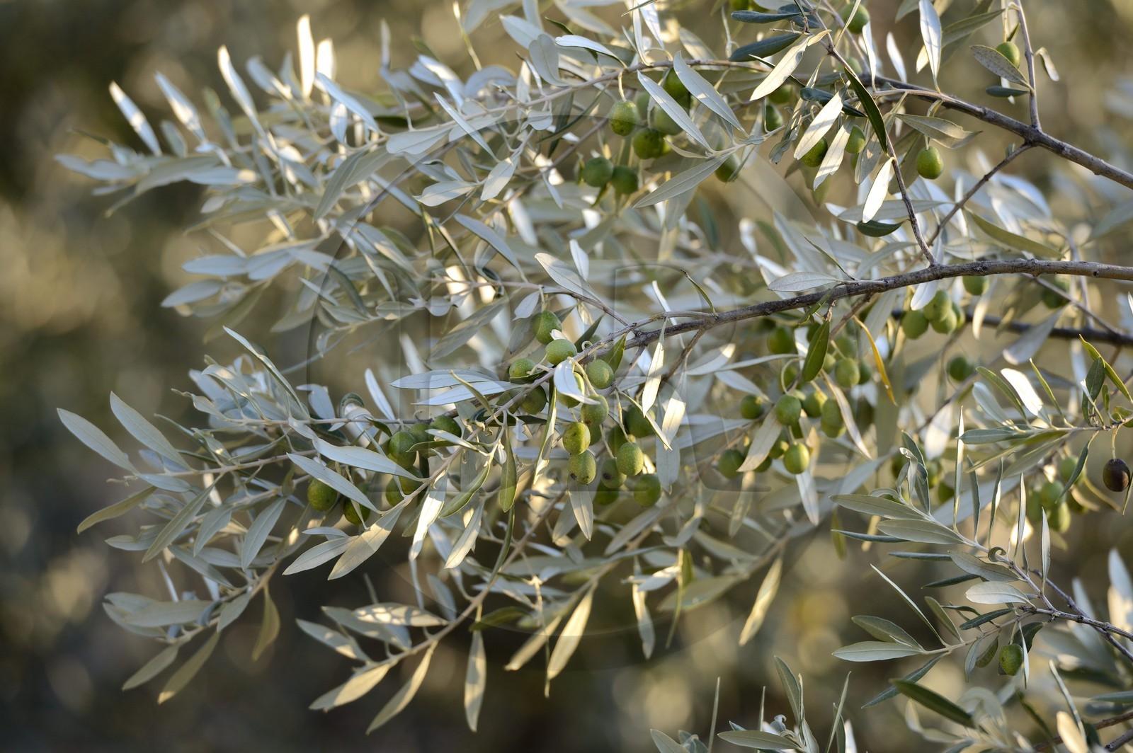 France, Corse-du-Sud (2A), Alta Rocca, Sainte-Lucie-de-Tallano (Santa Lucia di Tallà), olives