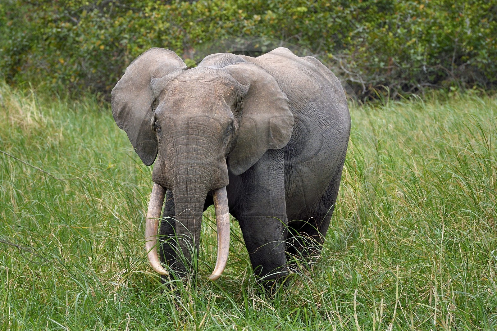 Gabon, province de Ogooué- Maritime, Parc National du Loango, site de Akaka dans la lagune du Fernan Vaz (Nkomi), éléphant de forêt d'Afrique (Loxodonta cyclotis)