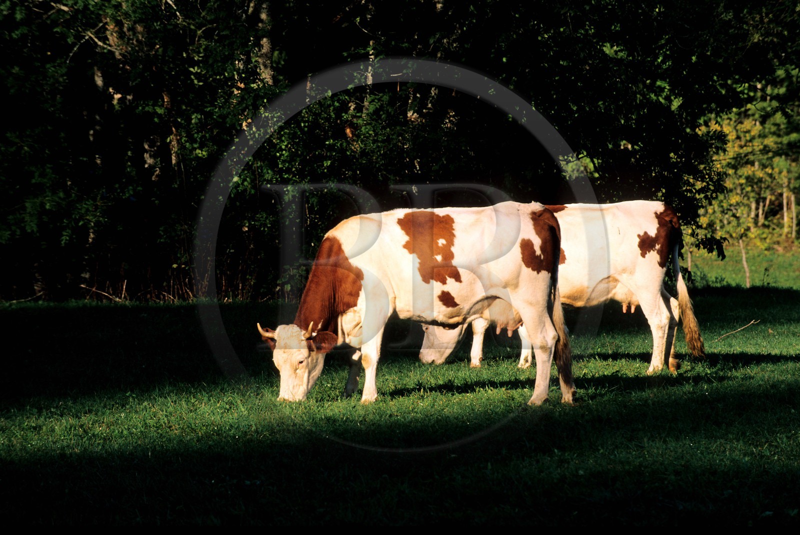 France, Doubs (25), vaches Montbéliardes