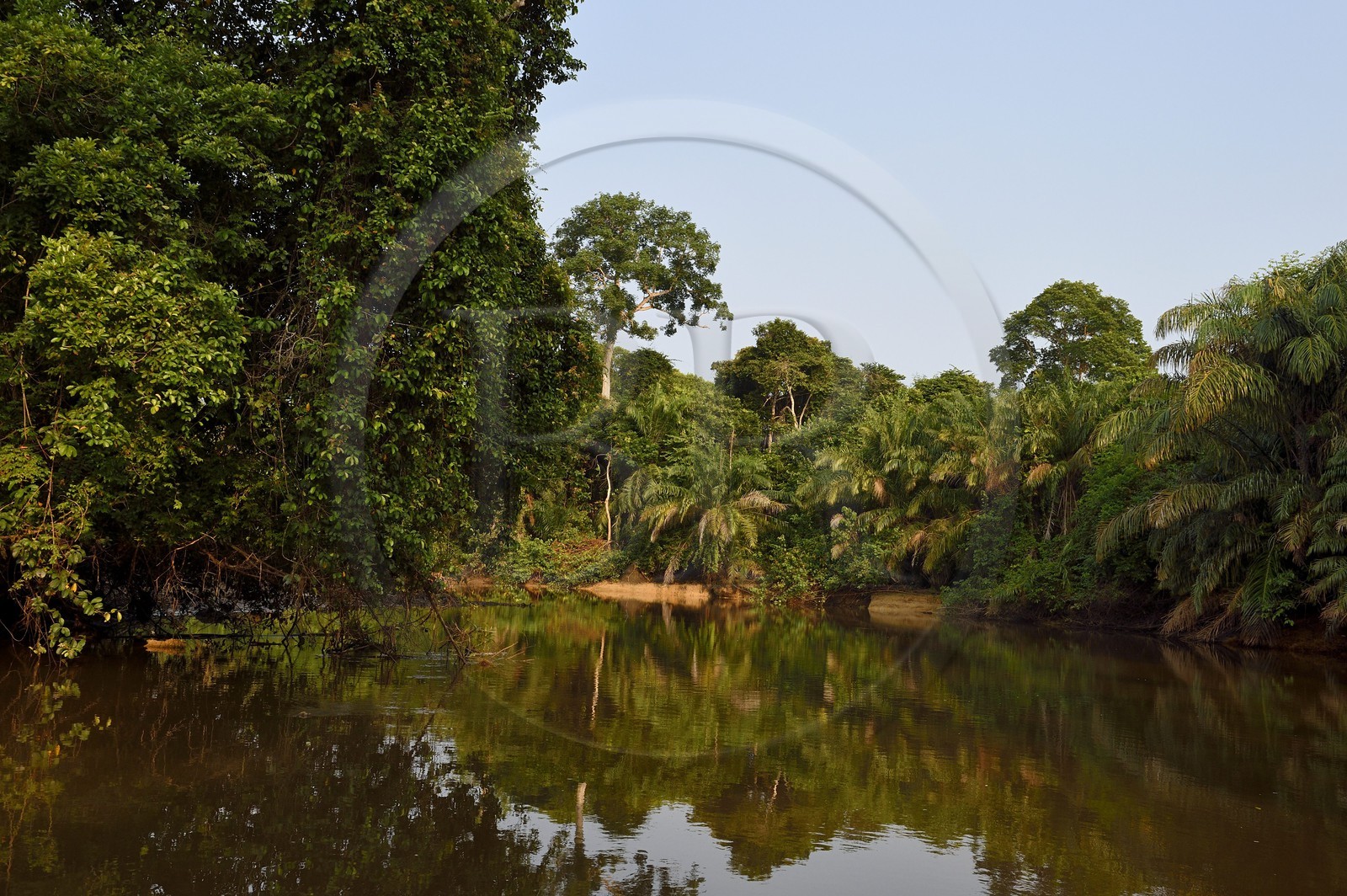 Gabon, province de Ogooué- Maritime, une des nombreuses rivières de la lagune du Fernan Vaz (Nkomi)