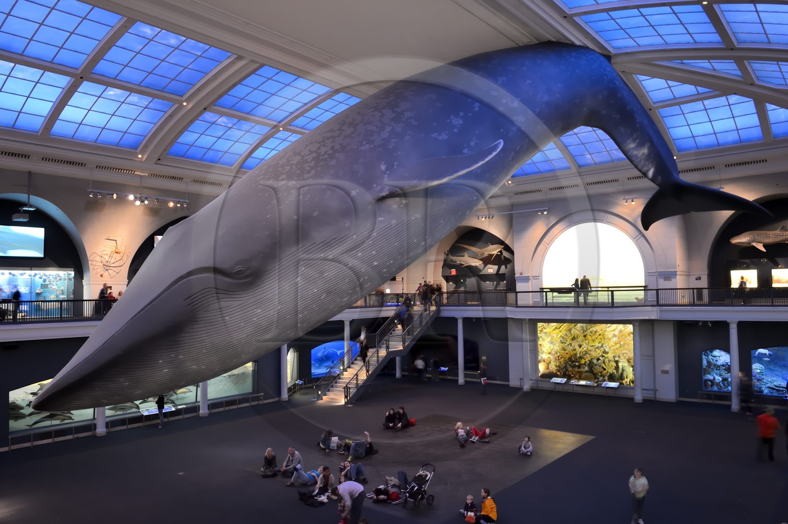 Etats-Unis, New York, Manhattan, Upper West Side, Musée Américain d'Histoire Naturelle (American Museum of Natural History), reconstitution grandeur nature d’une baleine bleue suspendue dans le hall des océans