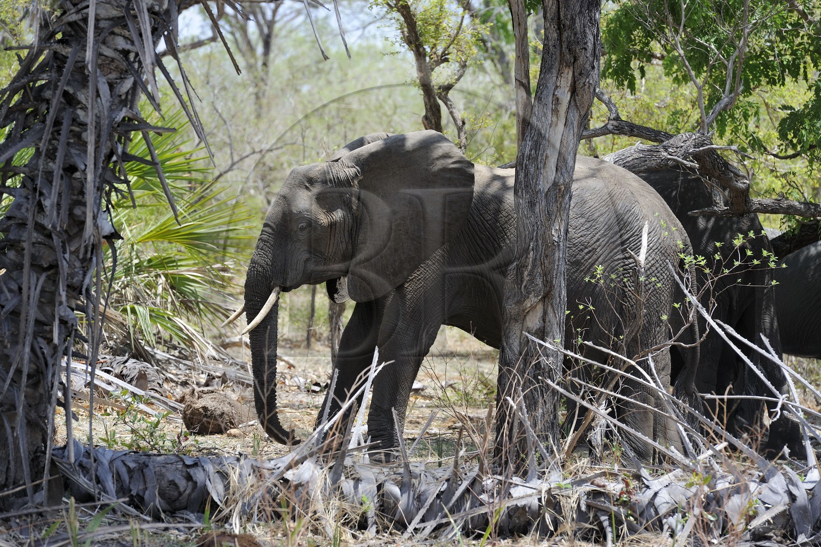 Tanzanie, Reserve de gibier de Selous une des plus grandes zones protégées au monde et inscrite sur la liste du patrimoine mondial de l’Unesco depuis 1982, Éléphant de savane d'Afrique (Loxodonta africana)