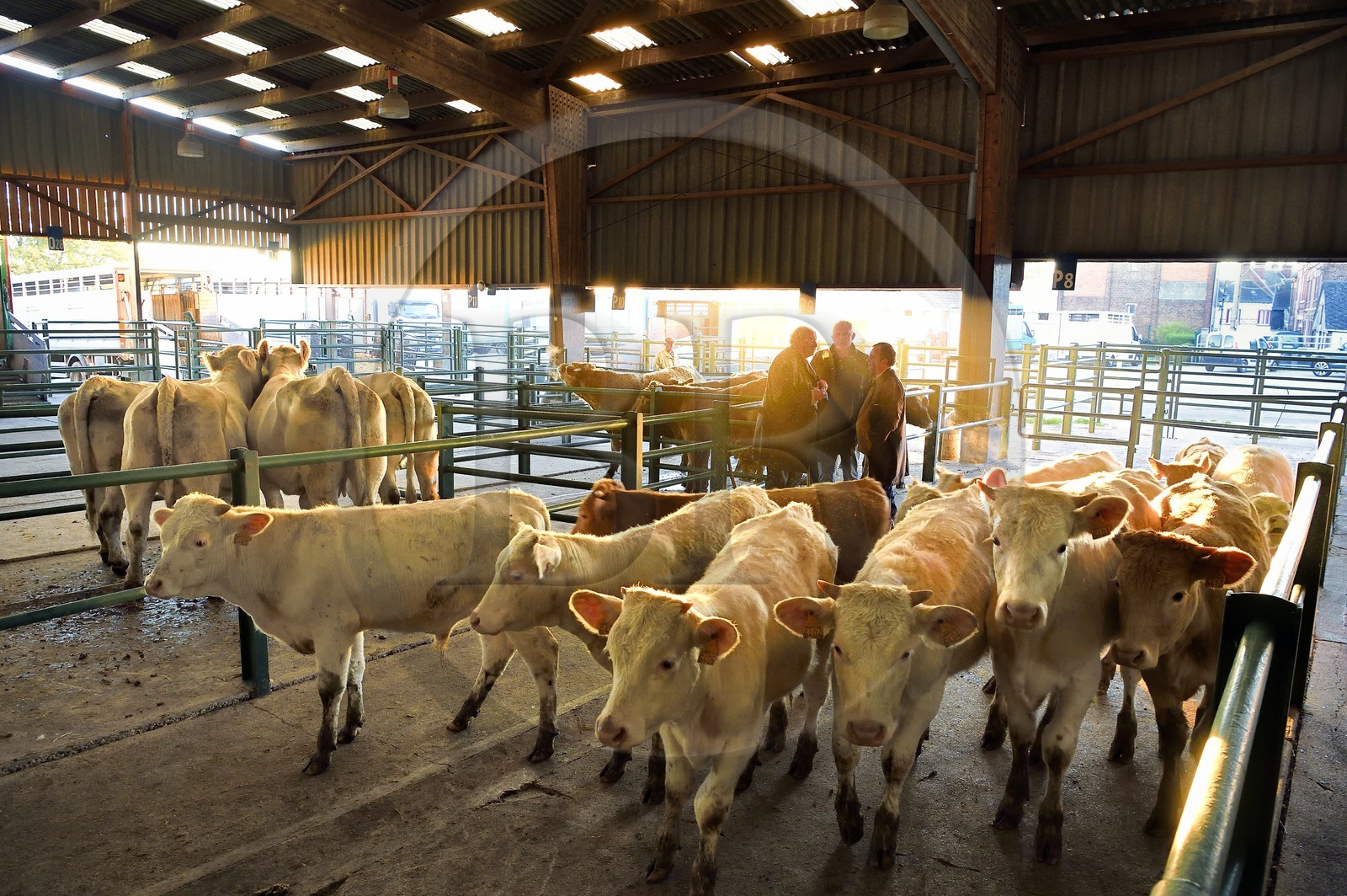 France, Seine-Maritime (76), Forges-les-eaux, marché couvert aux bestiaux