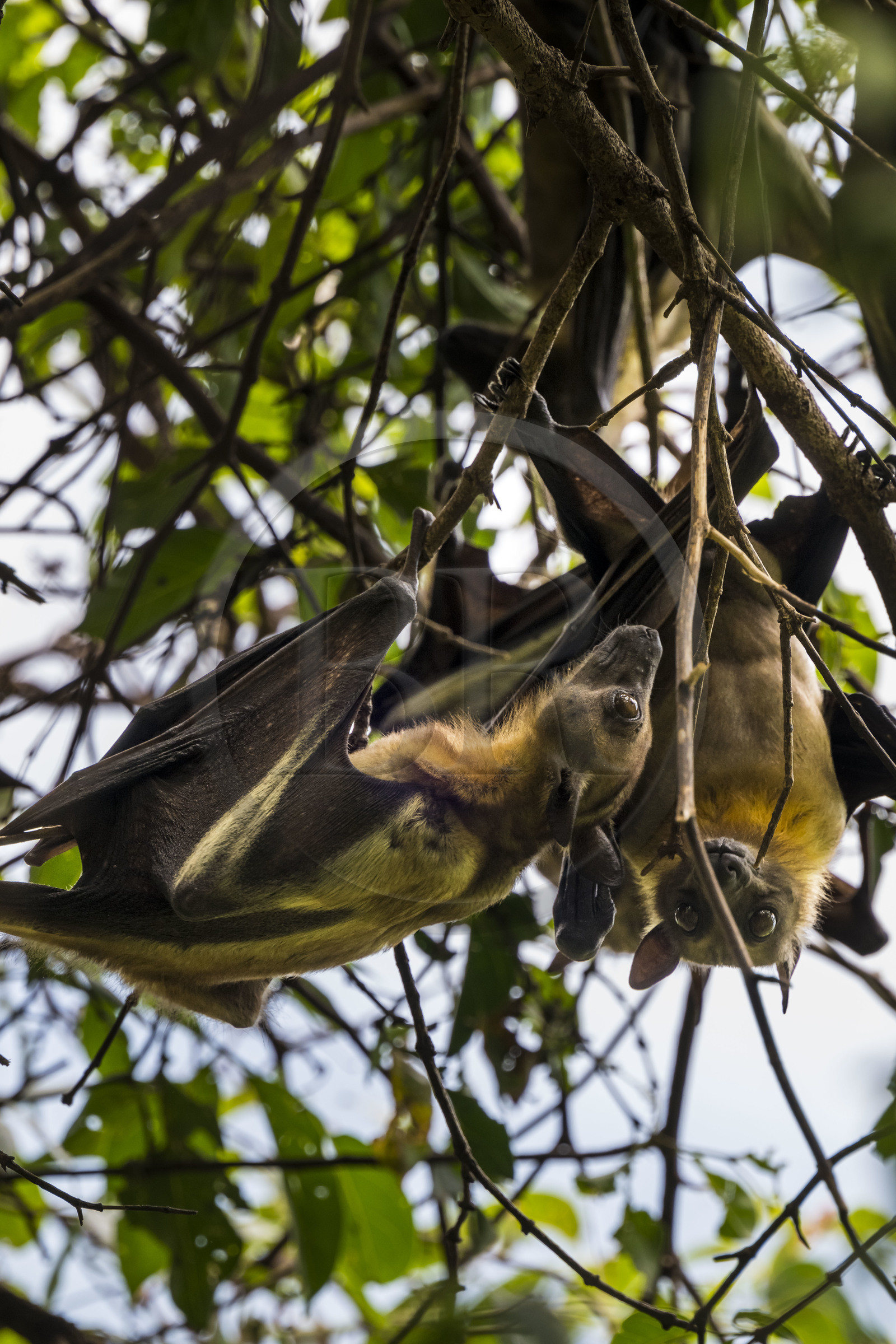 Rwanda, Province de l’Ouest, Karongi (anciennement nommée Kibuye), lac Kivu, Ile Napoléon ou Tembabagoyi, Roussette paillée africaine ou Roussette des palmiers africaine ou Roussette jaune (Eidolon helvum)