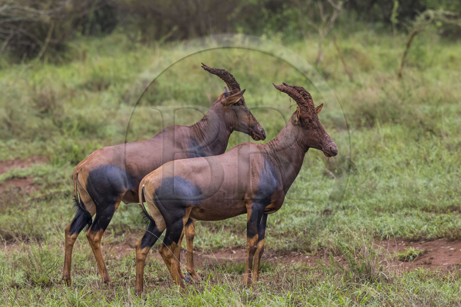 Rwanda, Akagera National Park, antelope Topi (Damaliscus korrigum)
