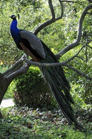 France, Paris (75), le Bois de Boulogne, parc de Bagatelle, paon