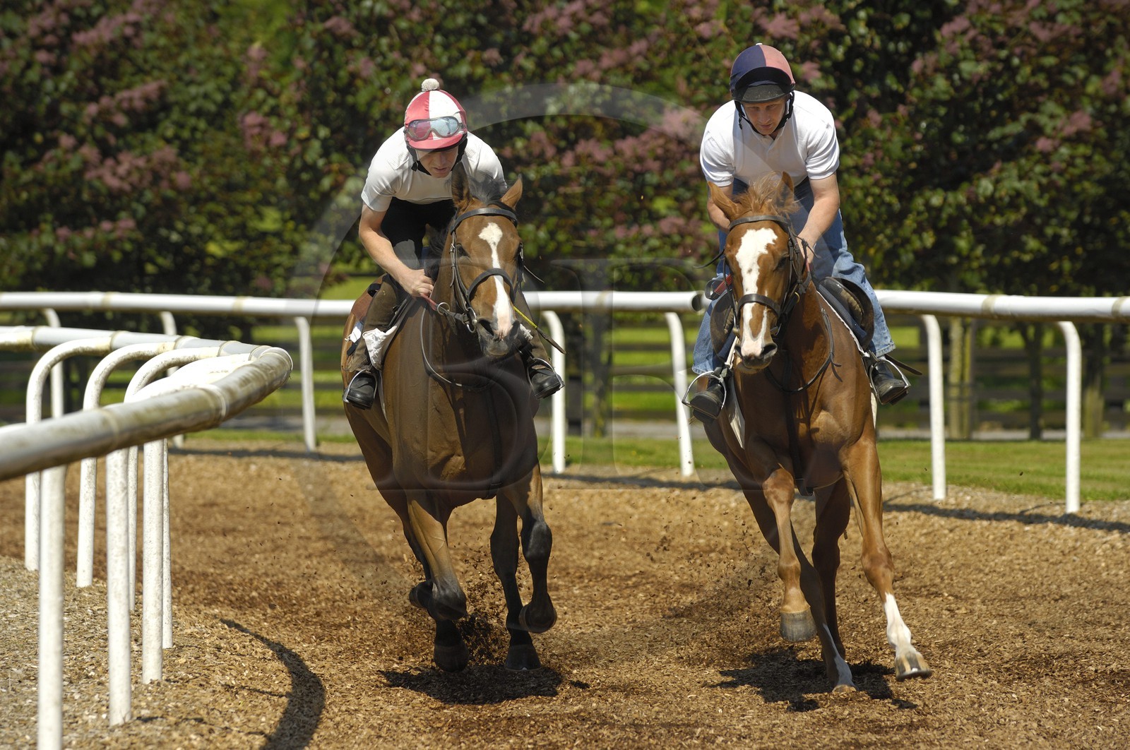 Republic of Ireland, County Kildare, Maynooth, Moyglare Stud, horse training