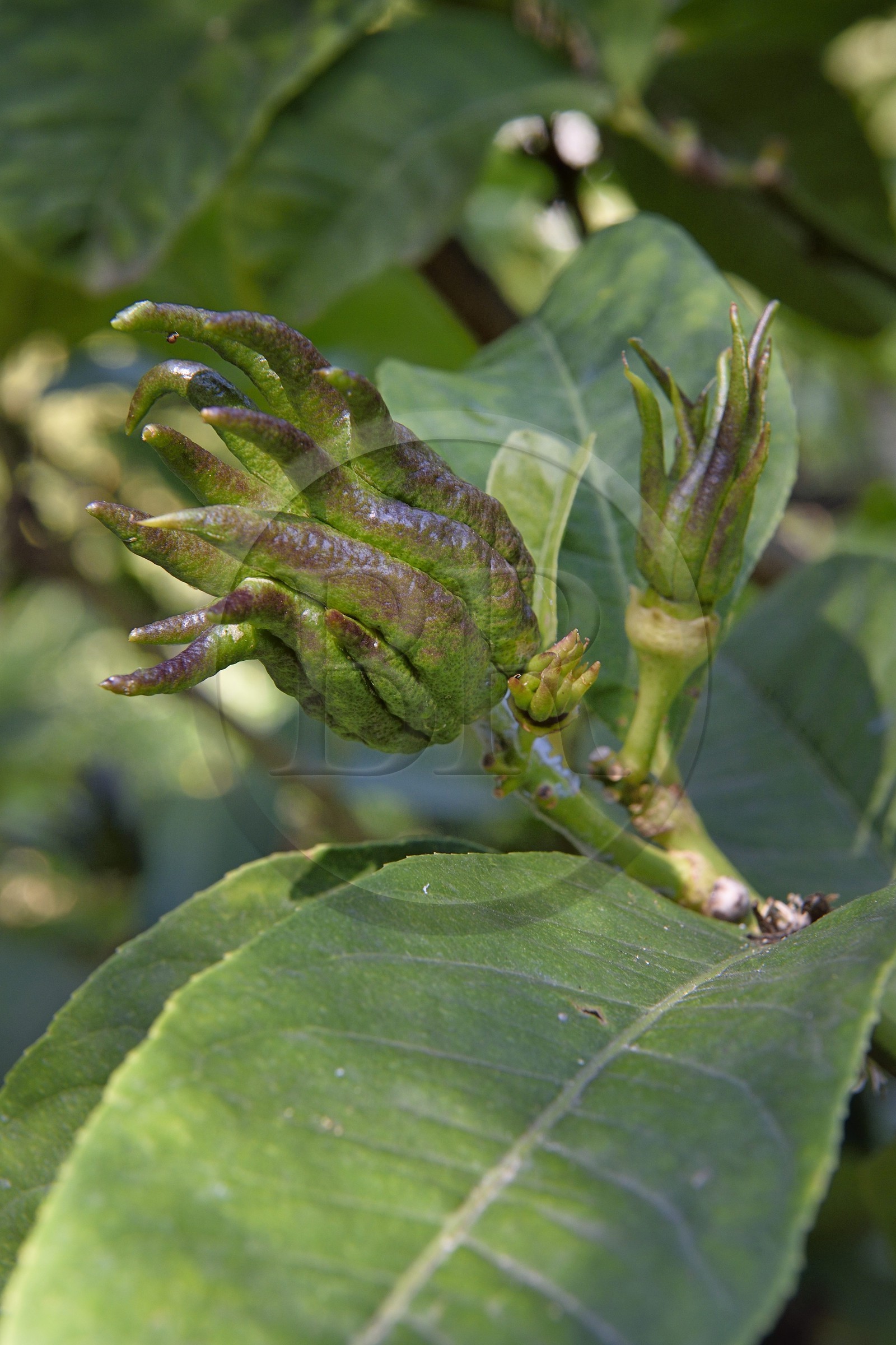 France, Alpes-Maritimes (06), Menton, Jardin botanique exotique du Val Rahmeh, main de bouddha (Citrus medica var. sarcodactylis)