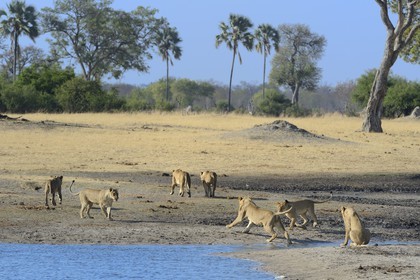 Zimbabwe, province de Matabeleland septentrional, parc national Hwange, groupe de lions (Panthera leo) autour d'un point d'eau