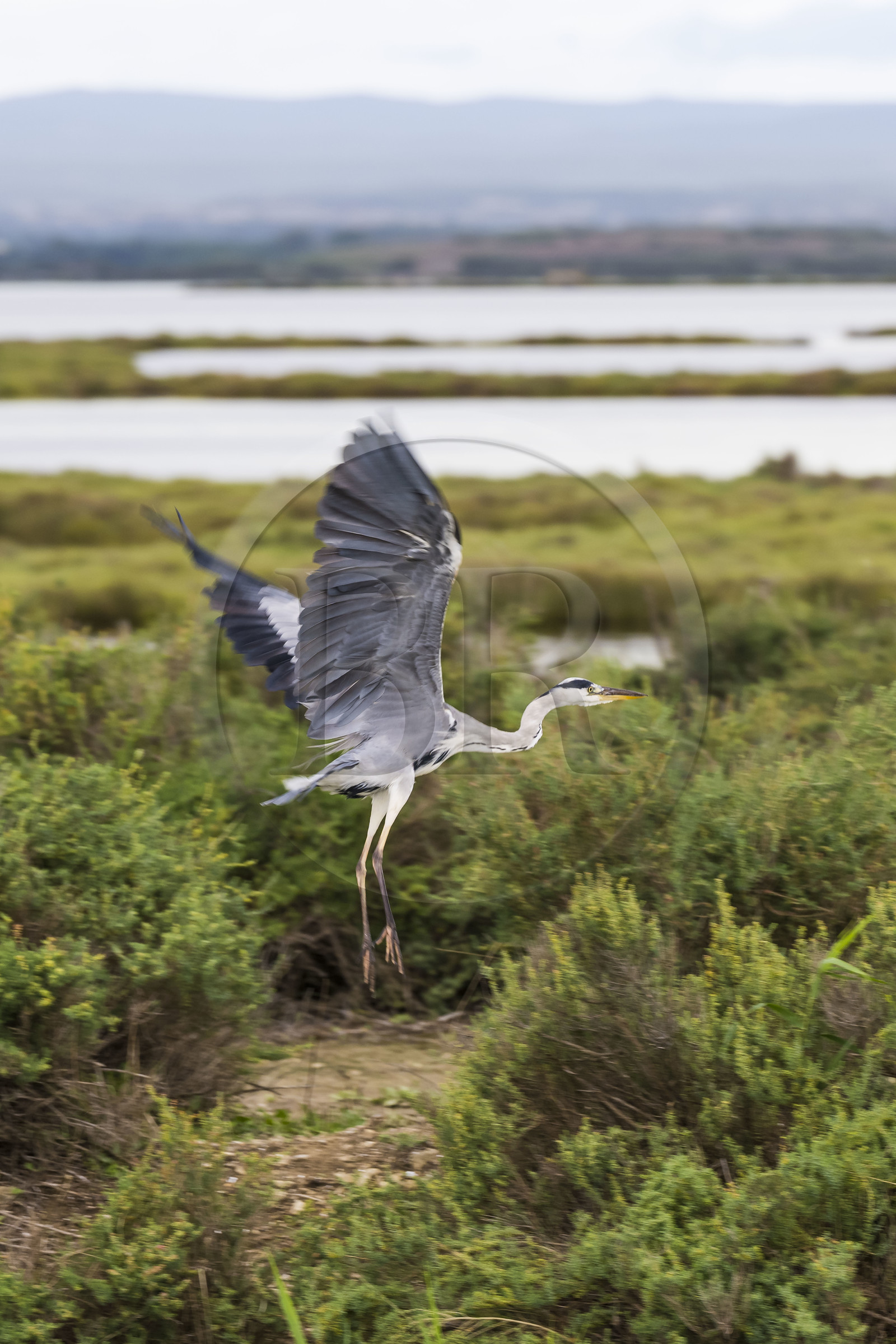 France, Hérault (34), La Grande-Motte, canal du Rhône à Sète, vol d'un héron cendré (Ardea cinerea)