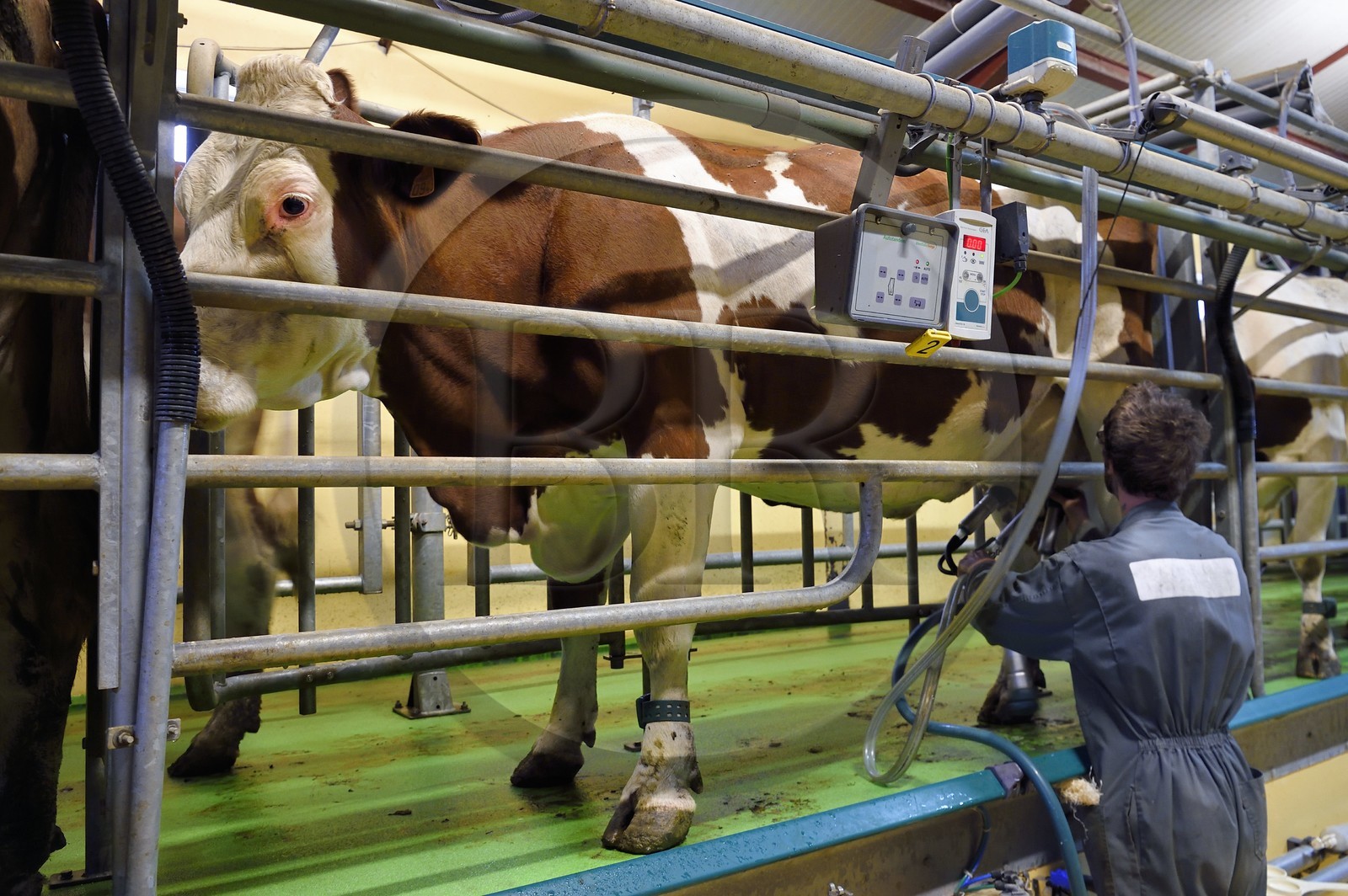 France, Cantal (15), Sainte-Marie, hameau de La Terrisse, élevage de vache laitières France, Cantal (15), Sainte-Marie, hameau de La Terrisse, élevage de vache laitières de race montbéliarde de la ferme de Cantagrel, les vaches mangent après la traite du soir