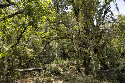 France, Var (83), Provence Verte, Bras, Académie du Bain de Forêt Provençale, forêt du domaine Le Peyrourier - une campagne en Provence