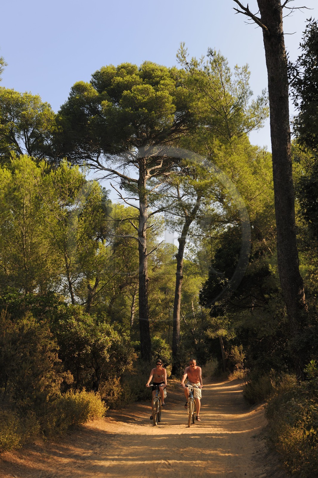 France, Var, Iles d'Hyeres, National Park of Port Cros, ile de Porquerolles, bike ride
