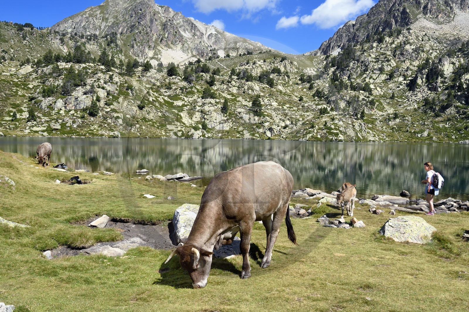 France, Hautes-Pyrénées (65), Saint-Lary-Soulan et Vielle-Aure, randonnée sur une variante du GR10 entre le col de Portet et les lacs de Bastan en bordure de la réserve naturelle de Néouvielle, troupeau de vaches en estive au lac de Bastan supérieur