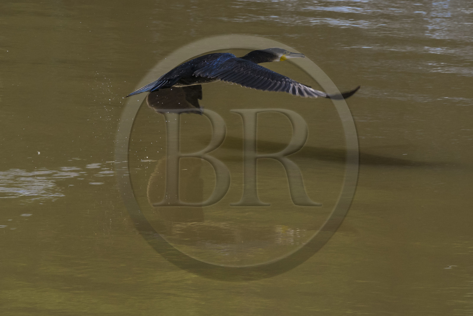France, Gard (30), Petite Camargue à Aigues-Mortes, Grand Cormoran (Phalacrocorax carbo) ou Cormoran commun