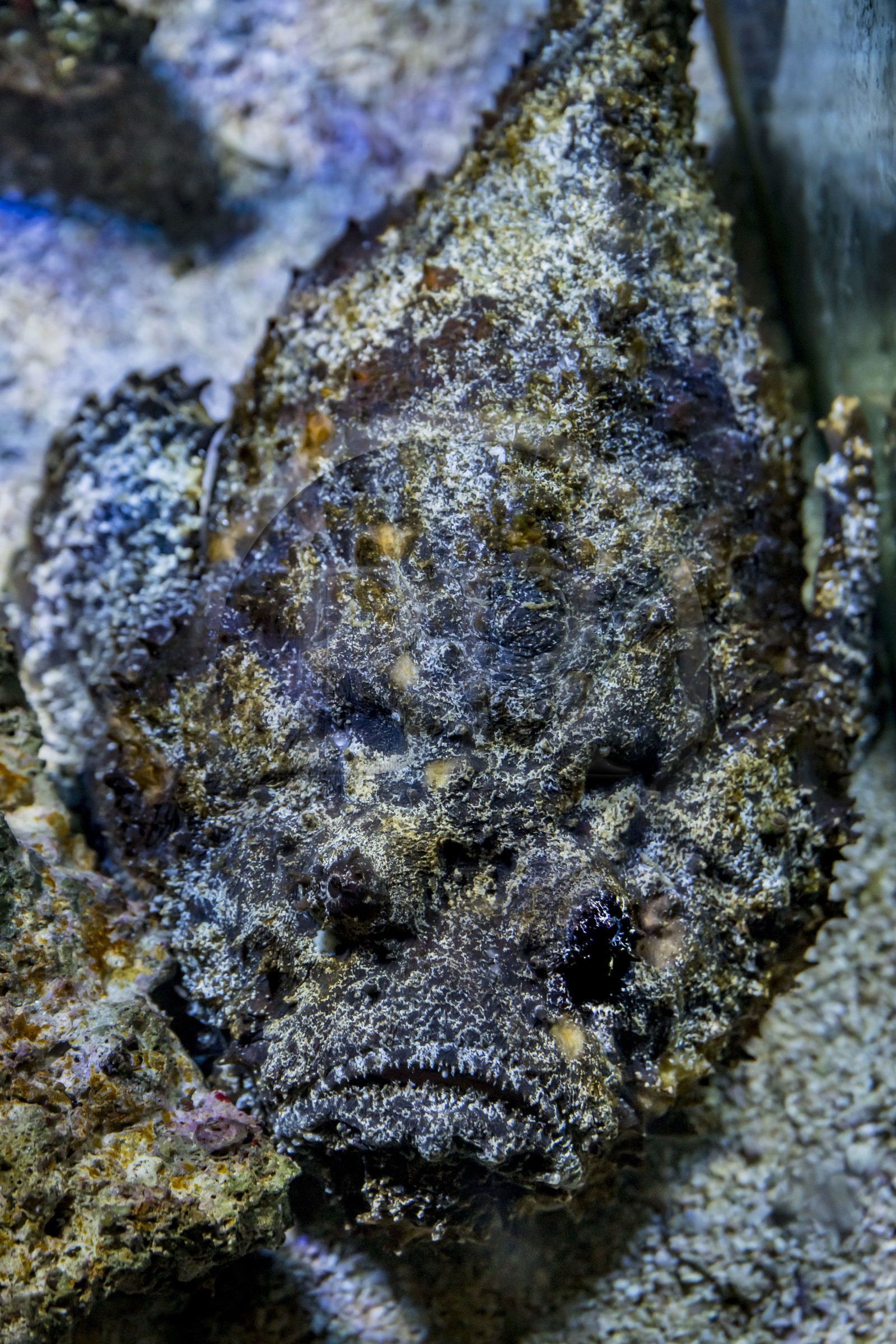 Espagne, Catalogne, Barcelone, Port Vell, l'aquarium, Poisson-pierre ou Synancée (Synanceia verrucosa) réputé pour être le plus venimeux au monde