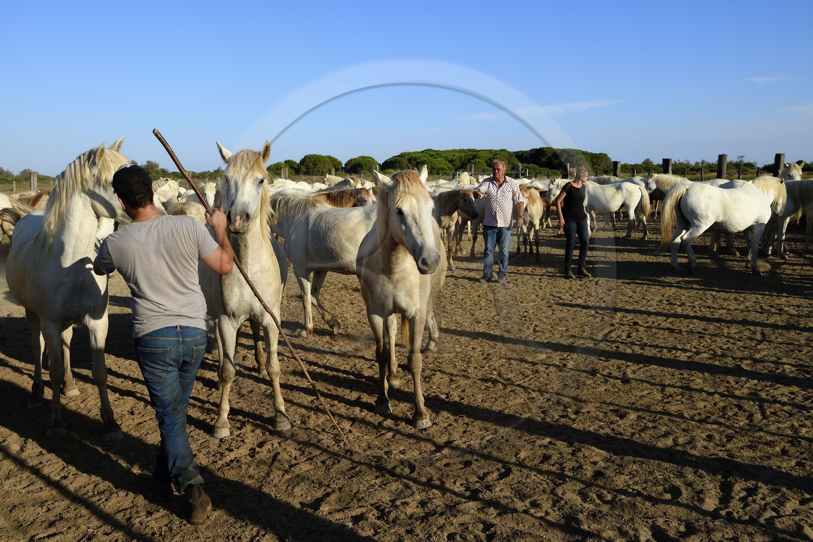 France, Bouches-du-Rhône (13), Parc naturel régional de Camargue, vers l'étang de Malagroy, manade Jacques Mailhan, trie des chevaux de Camargue
