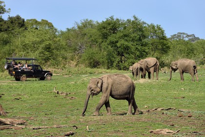 Sri Lanka, province d'Uva, Parc national d'Uda Walawe (Udawalawe National Park), touristes en 4x4 observant des éléphants d'Asie (Elephas maximus)