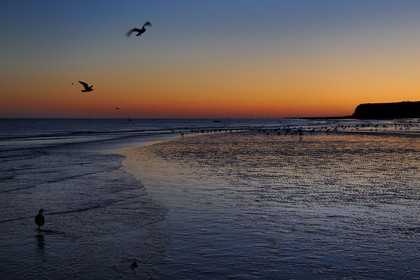 France, Seine-Maritime (76), Veules-les-Roses, goélands sur la plage et les falaises à l'aube