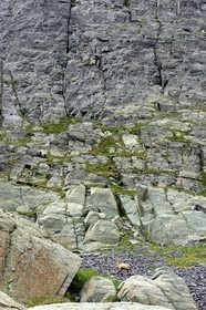 France, Alpes-Maritimes (06), parc national du Mercantour, Vallée des Merveilles vers le Pas de l'Arpette, chamois