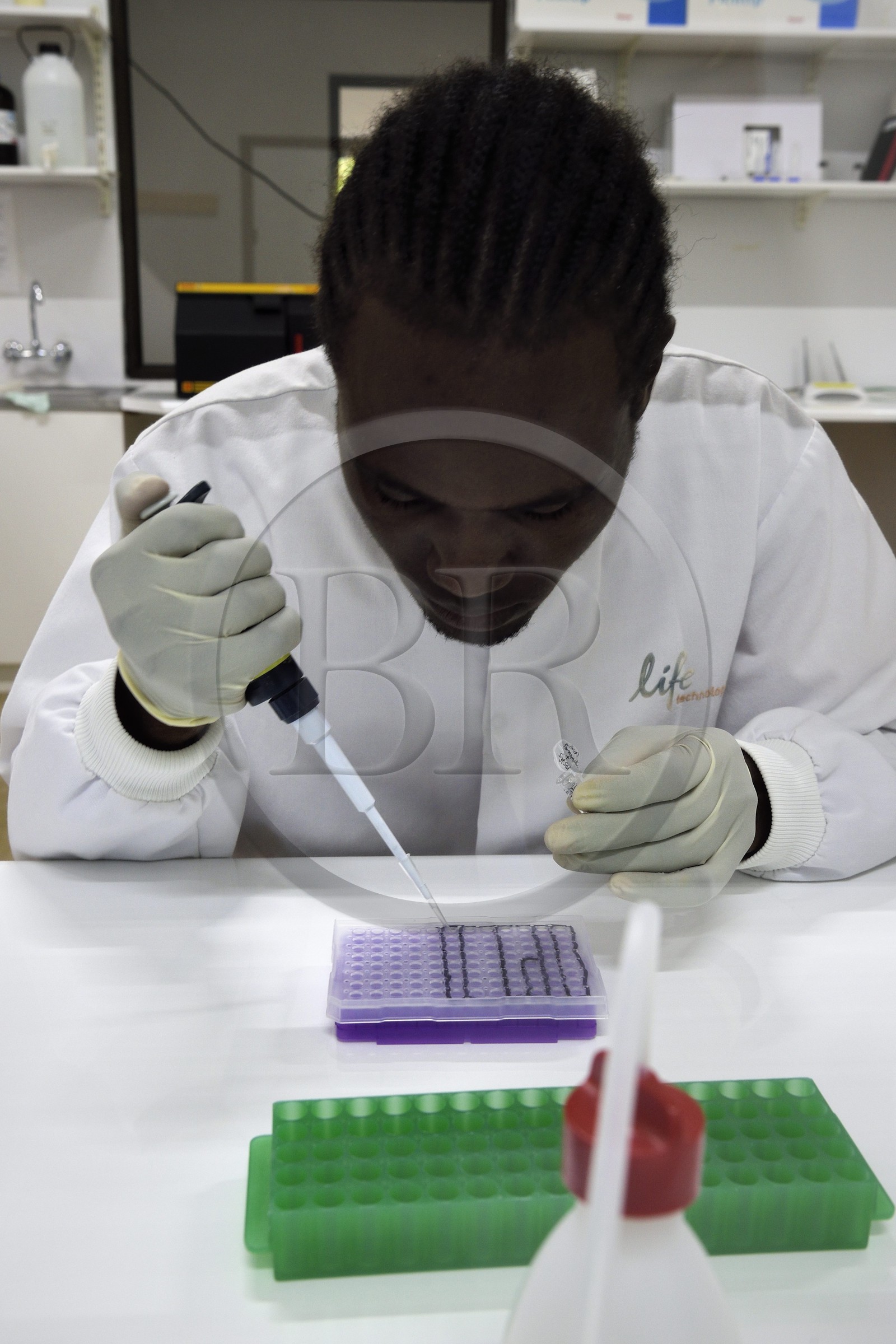 Namibie, Otjiwarongo, Cheetah Conservation Fund, centre de recherche et d'éducation, Life Technologies Conservation Genetics Laboratory, pipetage pour analyse ADN par Hafeni