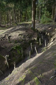 France, Meuse (55), Douaumont, bataille de Verdun, le boyau de Londres sous les pins noirs d’Autriche fournis au titre des dommages de guerre, cette artère de communication réalisée en 1917 reliait le fort de Douaumont aux lignes de l'arrière