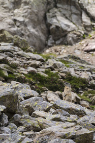France, Alpes-Maritimes, Parc National du Mercantour (Mercantour national park), Haute Vesubie, Saint Martin Vesubie, Val du Haut Boréon, Alpine marmot (Marmota marmota) towards the Trecolpas lake