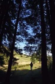 France, Haut-Rhin (68), Parc naturel régional des ballons des Vosges, Rimbach-près-Masevaux, randonneur marchant sur le GR5 à la Chaume de Haute Bers