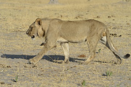 Zimbabwe, province de Matabeleland septentrional, parc national Hwange, lion (Panthera leo)