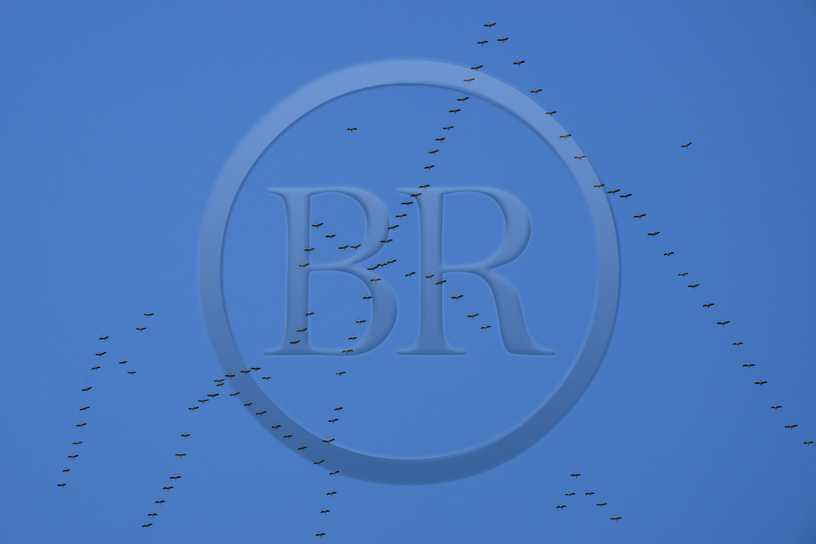 France, Pyrénées-Atlantiques (64), Pays-Basque, vallée des Aldudes, vol en formation de cigognes blanches (Ciconia ciconia) en migration vers le sud