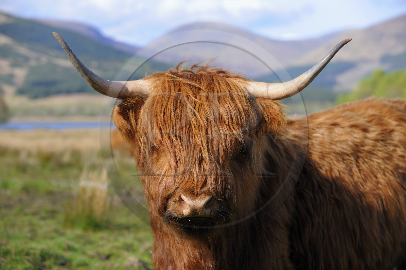 United Kingdom, Scotland, Highlands, Highland cow at Loch Eil near Fort William