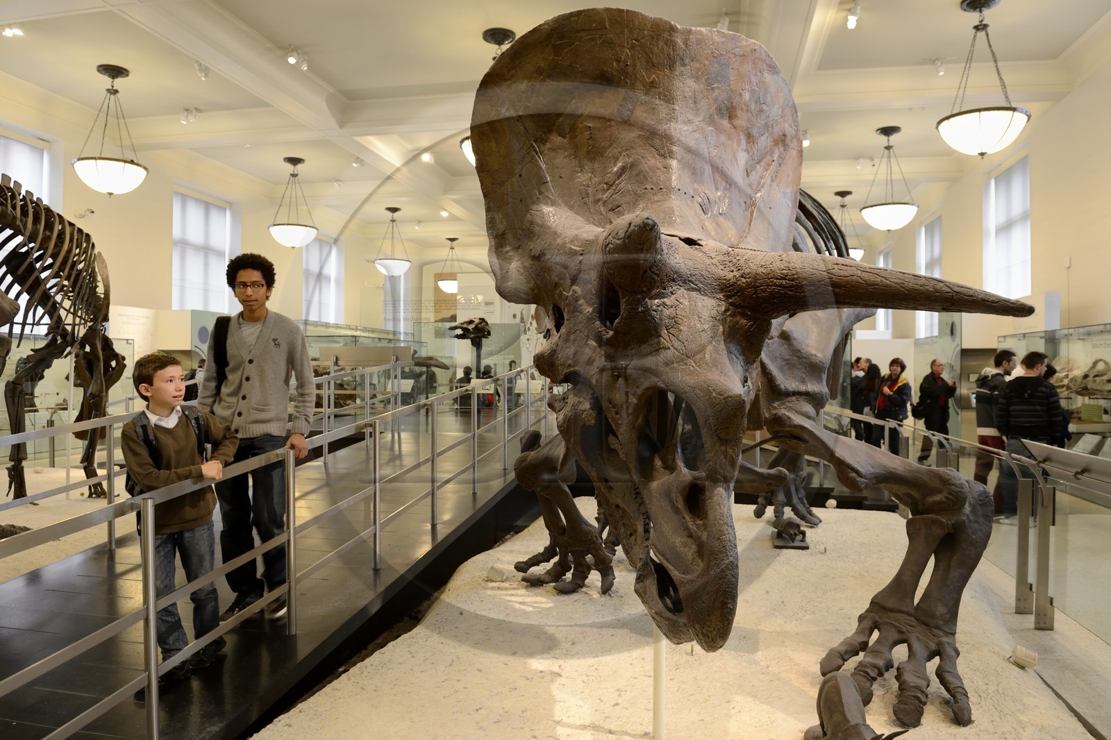 Etats-Unis, New York, Manhattan, Upper West Side, Musée Américain d'Histoire Naturelle (American Museum of Natural History), section des fossiles, dinosaure herbivore le tricératops