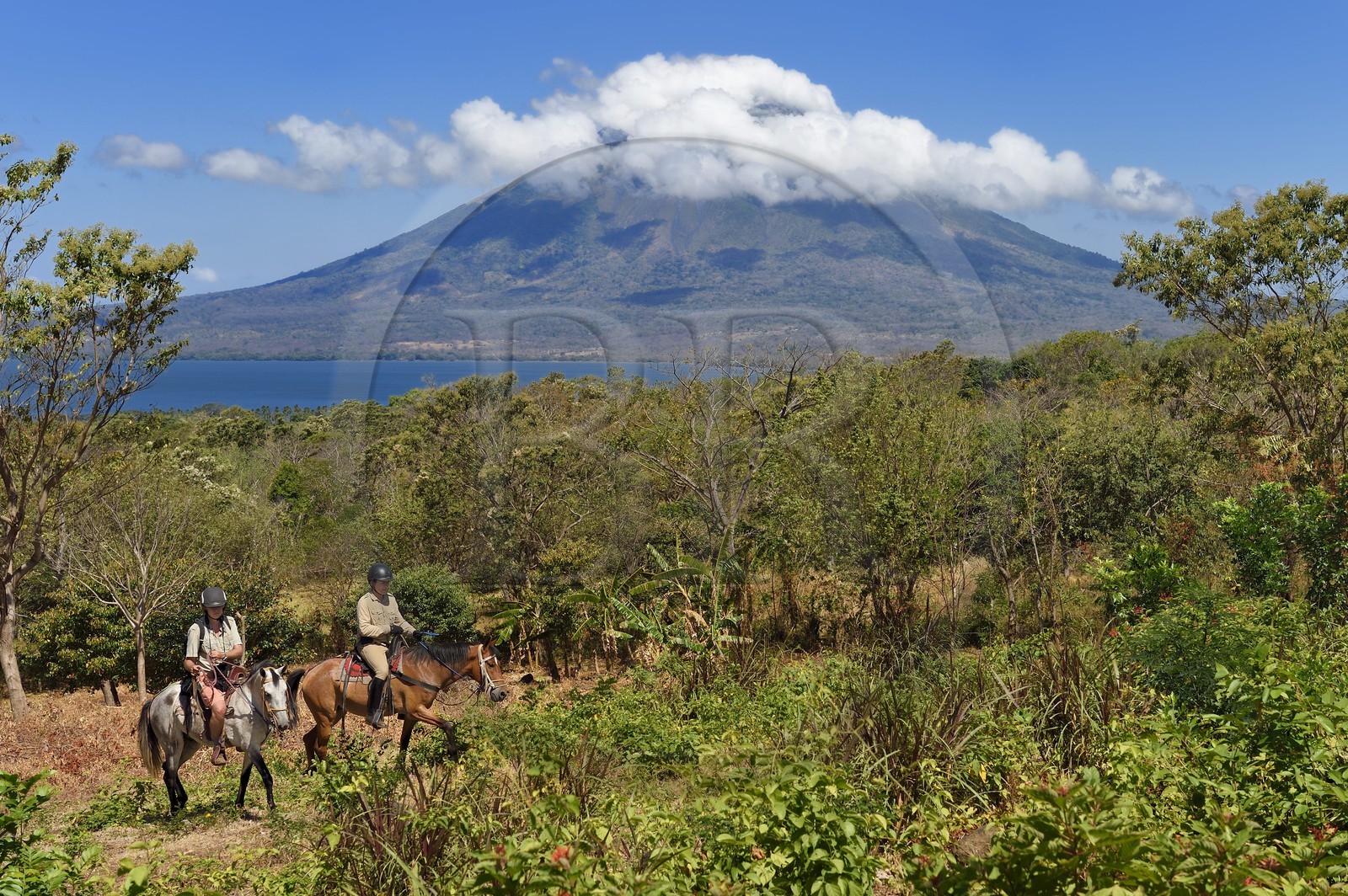 Nicaragua, Ile d'Ometepe sur le lac Nicaragua, cavaliers en randonnée et le volcan Conception (1610 m) toujours en activité en arrière plan