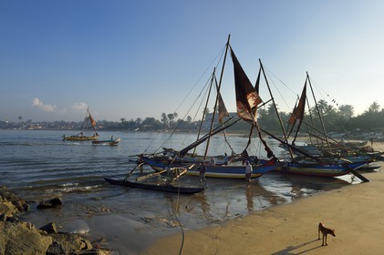 Sri Lanka, Province de l'Ouest, Negombo, retour sur la plage de Porathota des pecheurs et de leur catamarans traditionnels après la peche du matin