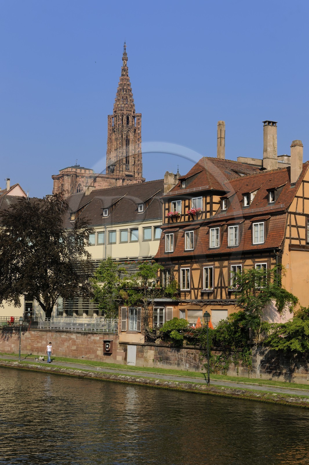 France, Bas-Rhin (67), Strasbourg, les bords de l'ill face au quai des Bateliers et la cathédrale