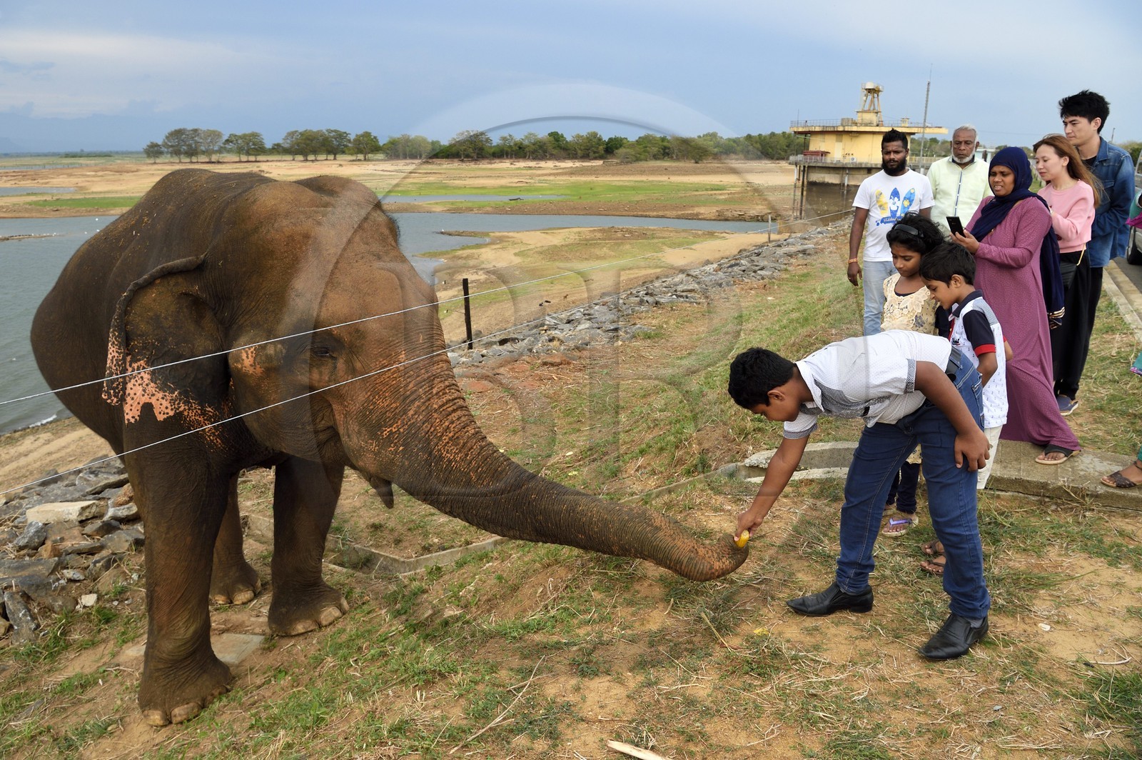 Sri Lanka, province d'Uva, éléphant (Elephas maximus) en bordure du Parc national d'Uda Walawe (Udawalawe National Park)