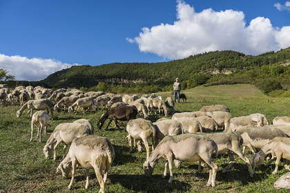 France, Aveyron, Causses and the Cévennes, cultural landscape of Mediterranean agro-pastoralism, listed as World Heritage by UNESCO, Sainte-Eulalie-de-Cernon on the road to Santiago de Compostela, flock of sheep led by its shepherd Eric Broussou