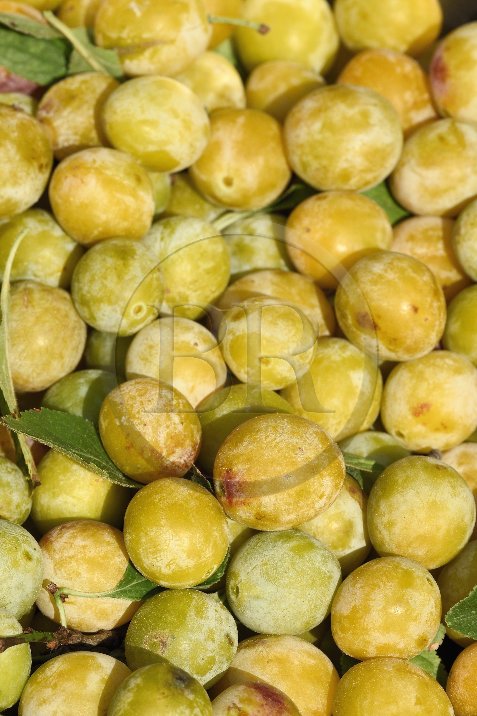 France, mirabelles fraichement cueillies